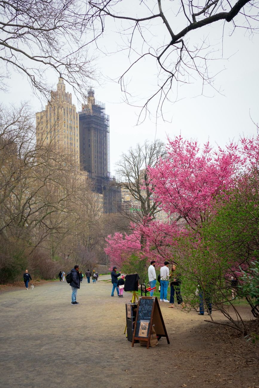 cherry blossom trees and a path in Central Park during spring