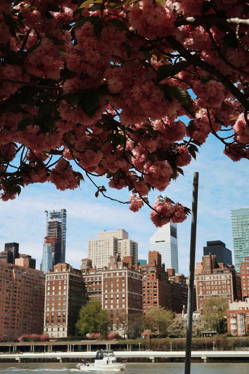 cherry blossom trees along the East River waterfront with the Manhattan skyline